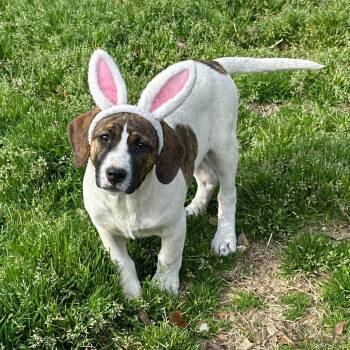 Border Collie and Labrador Retriever Dogs Available for Adoption - EVREN | PetCurious