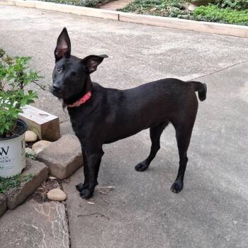 Sophie -  Belgian Shepherd Malinois and Mixed Breed Dog for Adoption in Lenoir, North Carolina - Sophie | PetCurious