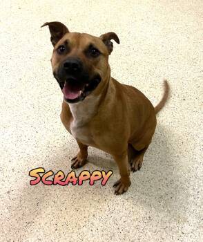 Scrappy -  Terrier Dog for Adoption in Muncie, Indiana - Scrappy | PetCurious