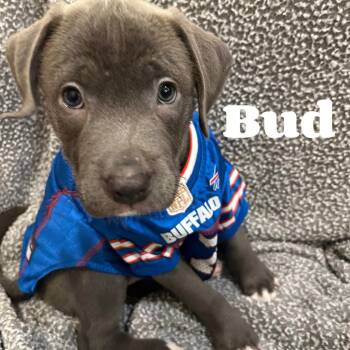 Bud -  Pit Bull Terrier Dog for Adoption in Buffalo, New York - Bud | PetCurious