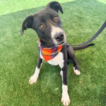 Angela -  Labrador Retriever Dog for Adoption in Walnut Creek, California - Angela | PetCurious