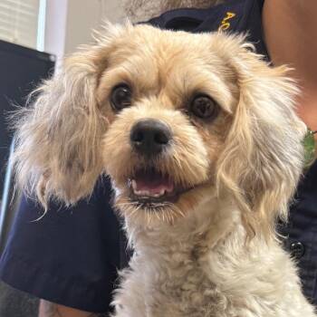 Millie -  Shih Tzu Dog for Adoption in Jacksonville, Arkansas - Millie | PetCurious