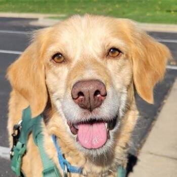 Ruby (26-099) -  Golden Retriever Dog for Adoption in Minnetonka, Minnesota - Ruby (26-099) | PetCurious