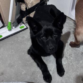 Mixed Breed Dogs Available for Adoption - Clover | PetCurious