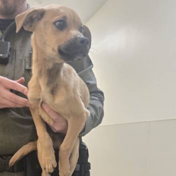 Rescue Hound Dogs for Adoption in Lynchburg, Virginia - Shining Armor | PetCurious