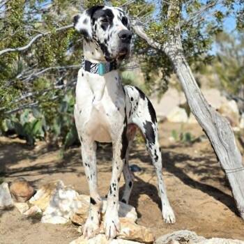 Great Dane Dogs Available for Adoption in Tehachapi, California - Reggie | PetCurious