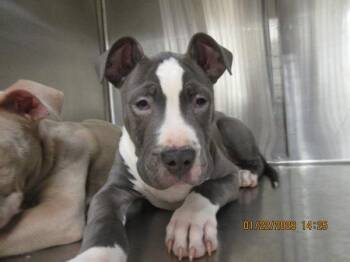 Pit Bull Terrier Dogs Available for Adoption - Zale(315) | PetCurious