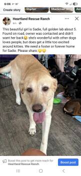 Sadie -  Golden Retriever Dog for Adoption in Panama City, Florida - Sadie | PetCurious