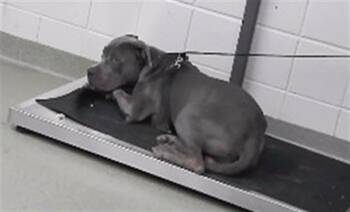 SALAMANDER -  Boxer and Mixed Breed Dog for Adoption in Omaha, Nebraska - SALAMANDER | PetCurious