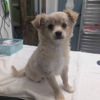 Pomeranian Dogs Available for Adoption - DANNY | PetCurious