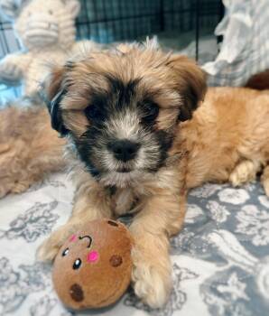Havanese and Papillon Dogs Available for Adoption in Palo Alto, California - Money: Yen | PetCurious