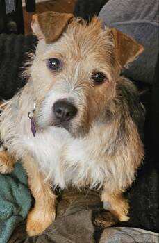 Toby -  Terrier Dog for Adoption in Wadsworth, Ohio - Toby | PetCurious