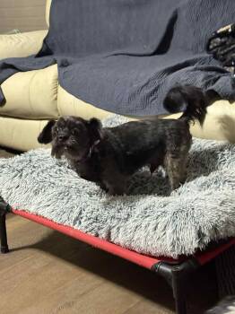 Rescue Shih Tzu Dogs for Adoption in Roachdale, Indiana - Camper | PetCurious
