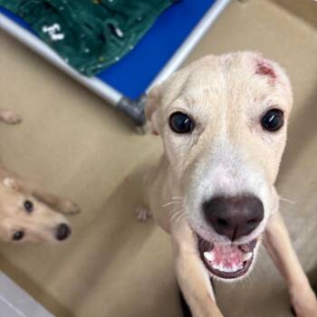 Rescue Mixed Breed Dogs for Adoption in West Palm Beach, Florida - Connie | PetCurious