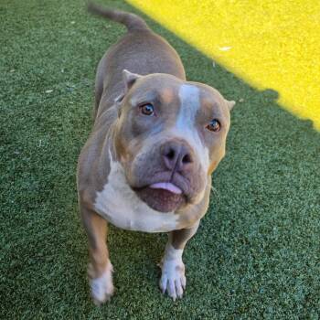Popcorn -  English Bulldog Dog for Adoption in Greensboro, North Carolina - Popcorn | PetCurious