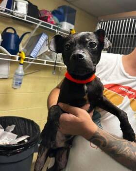 Howie -  Mixed Breed Dog for Adoption in North Myrtle Beach, South Carolina - Howie | PetCurious
