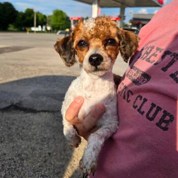 Alice -  Poodle Dog for Adoption in Rochester, Minnesota - Alice | PetCurious
