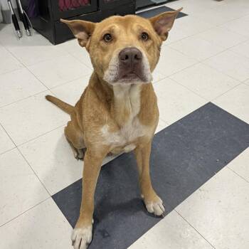 Calvin -  Boxer and Shar Pei Dog for Adoption in Savannah, Georgia - Calvin | PetCurious