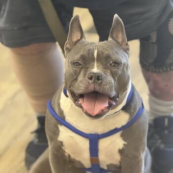 Rescue American Bully Dogs for Adoption in Sonora, California - Gears | PetCurious