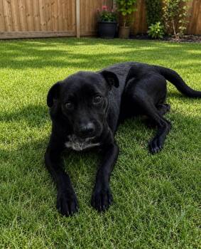 Tilly -  Terrier Dog for Adoption in Camp Pendleton North, California - Tilly | PetCurious