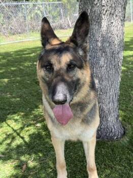 Sasha - 2 -  German Shepherd Dog and Mixed Breed Dog for Adoption in Daytona Beach, Florida - Sasha - 2 | PetCurious