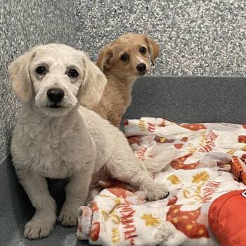 Ruby -  Terrier Dog for Adoption in Hawthorne, California - Ruby | PetCurious