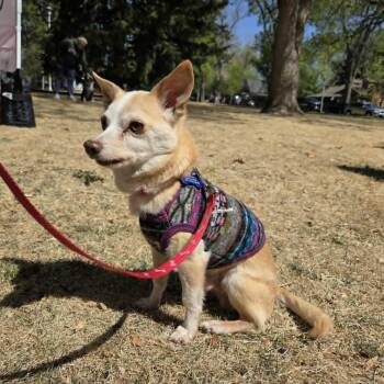 WILLIS (fka Gerald) -  Chihuahua Dog Available for Adoption in Loveland, Colorado - WILLIS (fka Gerald) | PetCurious
