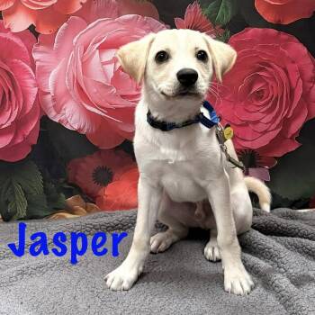 Labrador Retriever and Beagle Dogs Available for Adoption in Albany, New York - Jasper | PetCurious