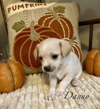 D litter Boys -  Chiweenie Dog for Adoption in Jacksonville, Florida - D Litter Boys | PetCurious
