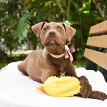 Truffle -  Mixed Breed Dog for Adoption in Kailua-kona, Hawaii - Truffle | PetCurious