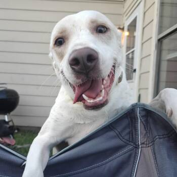 Sailor -  Labrador Retriever Dog for Adoption in Liverpool, Texas - Sailor | PetCurious