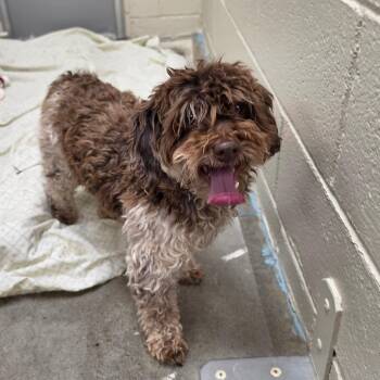 Fred -  Shih Tzu and Mixed Breed Dog for Adoption - Fred | PetCurious