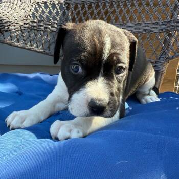 Rescue American Staffordshire Terrier and Mixed Breed Dogs for Adoption in Austin, Texas - Compass | PetCurious