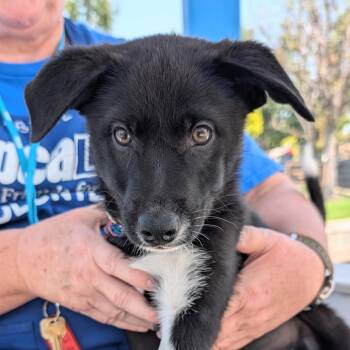 Shepherd Dogs Available for Adoption in Long Beach, California - Butterfly | PetCurious