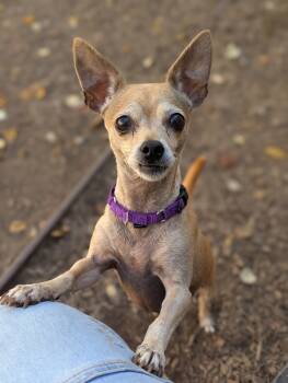 Rescue Chihuahua Dogs for Adoption in Santa Rosa, California - Precious | PetCurious