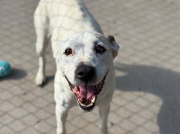 Boxer and Mixed Breed Dogs Available for Adoption in Tulsa, Oklahoma - ZOEY | PetCurious