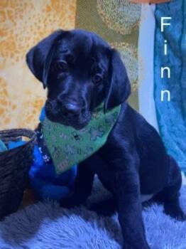 Labrador Retriever Dogs Available for Adoption - Finn (Finnegan) | PetCurious