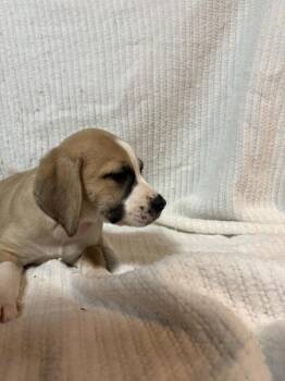 Boxer Dogs Available for Adoption in Naperville, Illinois - Raspberry | PetCurious