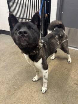 Athena -  Akita Dog for Adoption in Cleveland, Ohio - Athena | PetCurious