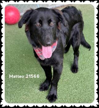 MATEO -  Labrador Retriever and Golden Retriever Dog for Adoption in Marietta, Georgia - MATEO | PetCurious