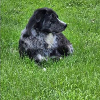 Rescue Australian Shepherd Dogs for Adoption in Pekin, Illinois - Tyson | PetCurious