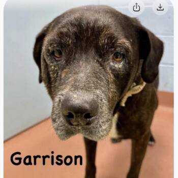 Garrison -  Chocolate Labrador Retriever and Mixed Breed Dog for Adoption in Spring Hill, Kansas - Garrison | PetCurious