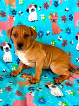 Lexus -  Mixed Breed Dog for Adoption in Taycheedah, Wisconsin - Lexus | PetCurious