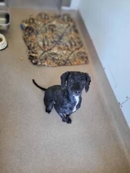 Koba -  Poodle Dog Available for Adoption in Chambersburg, Pennsylvania - Koba | PetCurious