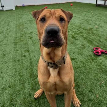 Captain Awesome -  Mixed Breed and Shar Pei Dog for Adoption in Naperville, Illinois - Captain Awesome | PetCurious