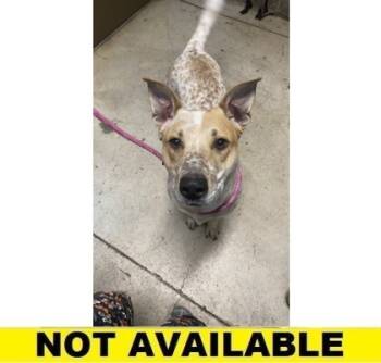 Rescue Cattle Dog and Mixed Breed Dogs for Adoption in Eugene, Oregon - Riley | PetCurious