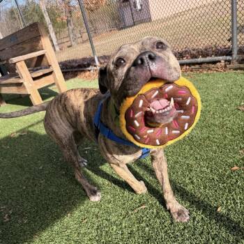 Pit Bull Terrier Dogs Available for Adoption - Nova | PetCurious