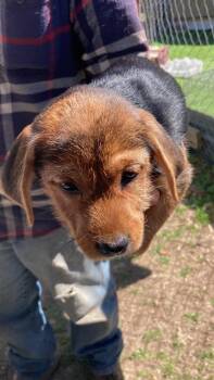 Labrador Retriever Dogs Available for Adoption - Lovie | PetCurious