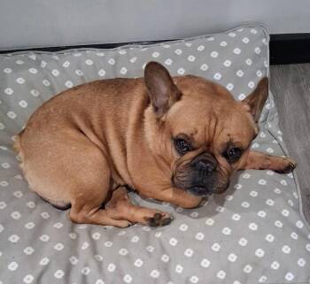 Mr Brown -  French Bulldog Dog for Adoption in Stony Brook, New York - Mr Brown | PetCurious