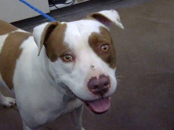 Mixed Breed Dogs Available for Adoption in Dallas, Texas - VADER | PetCurious